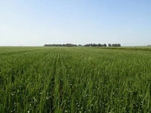 Mercado inmobiliario rural: “hay más movimiento que nunca” dijo Ruesga a LU 24