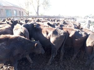 Buenas ventas en el remate de Arzoz & Cía.