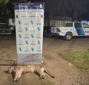 Demorados: Cazaban un puma en zona rural de Tres Arroyos y llevaban un arma sin papeles