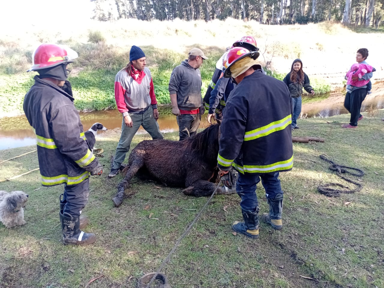 Bomberos rescataron a un caballo que había caído al arroyo