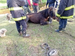 Bomberos rescataron a un caballo que había caído al arroyo