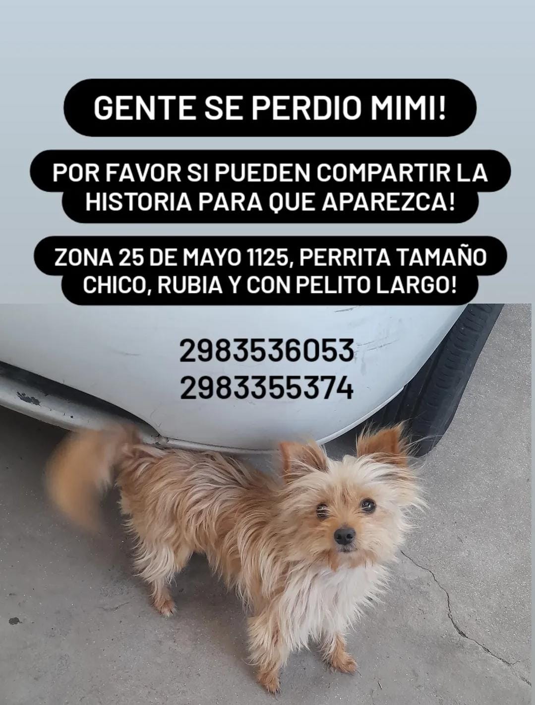 Se extravió Mimi