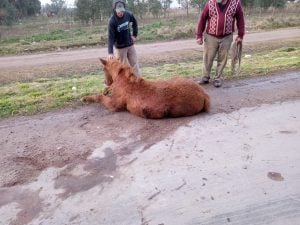 Accidente de tránsito: Tres caballos y un perro muertos (audio)