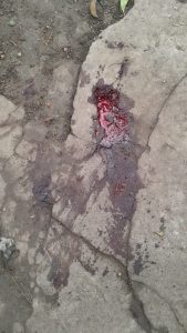 San Mayol: Demoraron a un hombre por disparar contra un animal. Tenía arma sin declarar  (video)