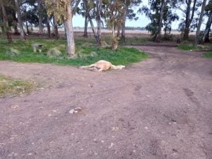 Accidente de tránsito: Tres caballos y un perro muertos (audio)