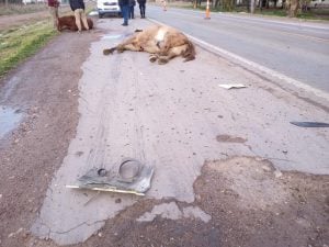 Accidente de tránsito: Tres caballos y un perro muertos (audio)