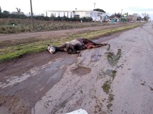 Accidente de tránsito: Tres caballos y un perro muertos (audio)