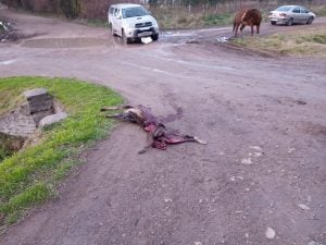 Accidente de tránsito: Tres caballos y un perro muertos (audio)