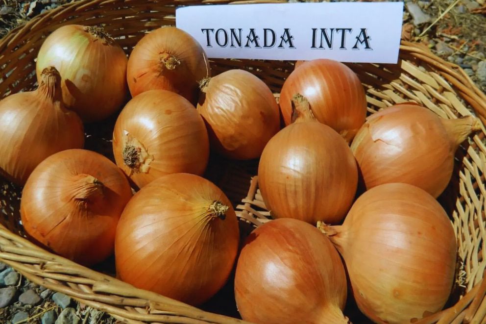 Investigadores del INTA crearon una cebolla que no hace llorar