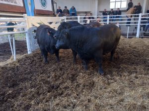 Se vendió todo lo presentado en el remate de La Agrícola Ganadera