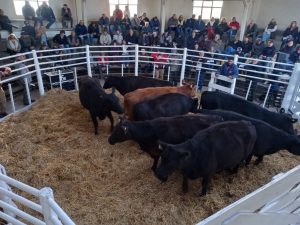 Se vendió todo lo presentado en el remate de La Agrícola Ganadera