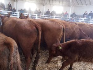Se vendió todo lo presentado en el remate de La Agrícola Ganadera