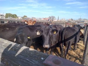Se vendió todo lo presentado en el remate de La Agrícola Ganadera