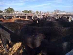 Se vendió todo lo presentado en el remate de La Agrícola Ganadera
