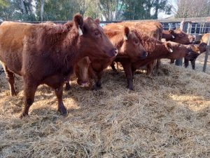 Se vendió todo lo presentado en el remate de La Agrícola Ganadera