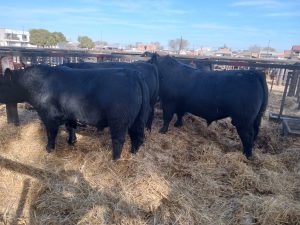 Se vendió todo lo presentado en el remate de La Agrícola Ganadera