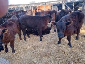 Se vendió todo lo presentado en el remate de La Agrícola Ganadera