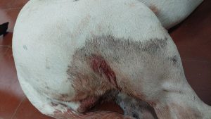 San Mayol: Demoraron a un hombre por disparar contra un animal. Tenía arma sin declarar  (video)