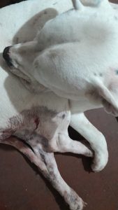 San Mayol: Demoraron a un hombre por disparar contra un animal. Tenía arma sin declarar  (video)
