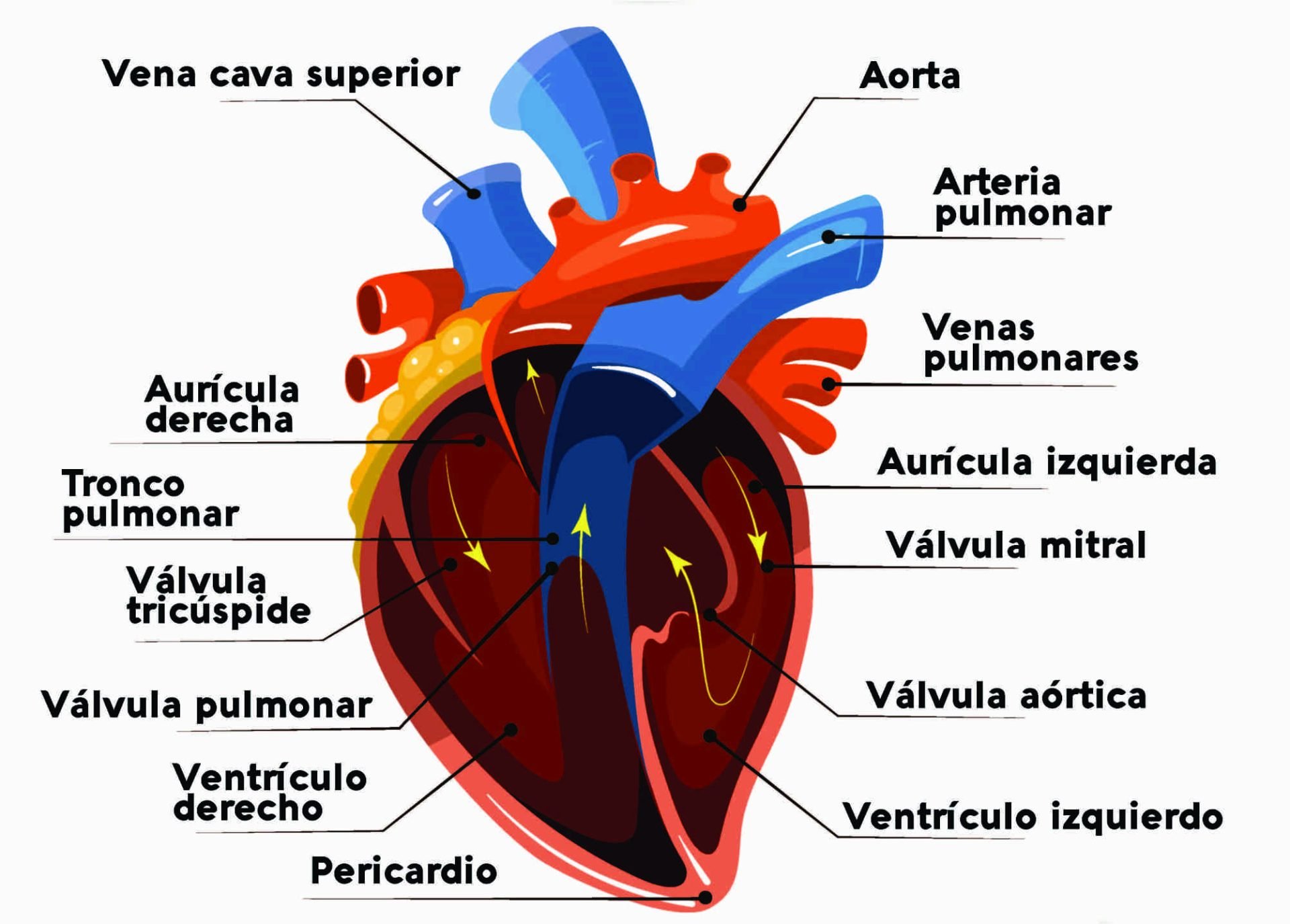 Hay 5 hábitos que dañan la salud cardiovascular y cómo evitarlos