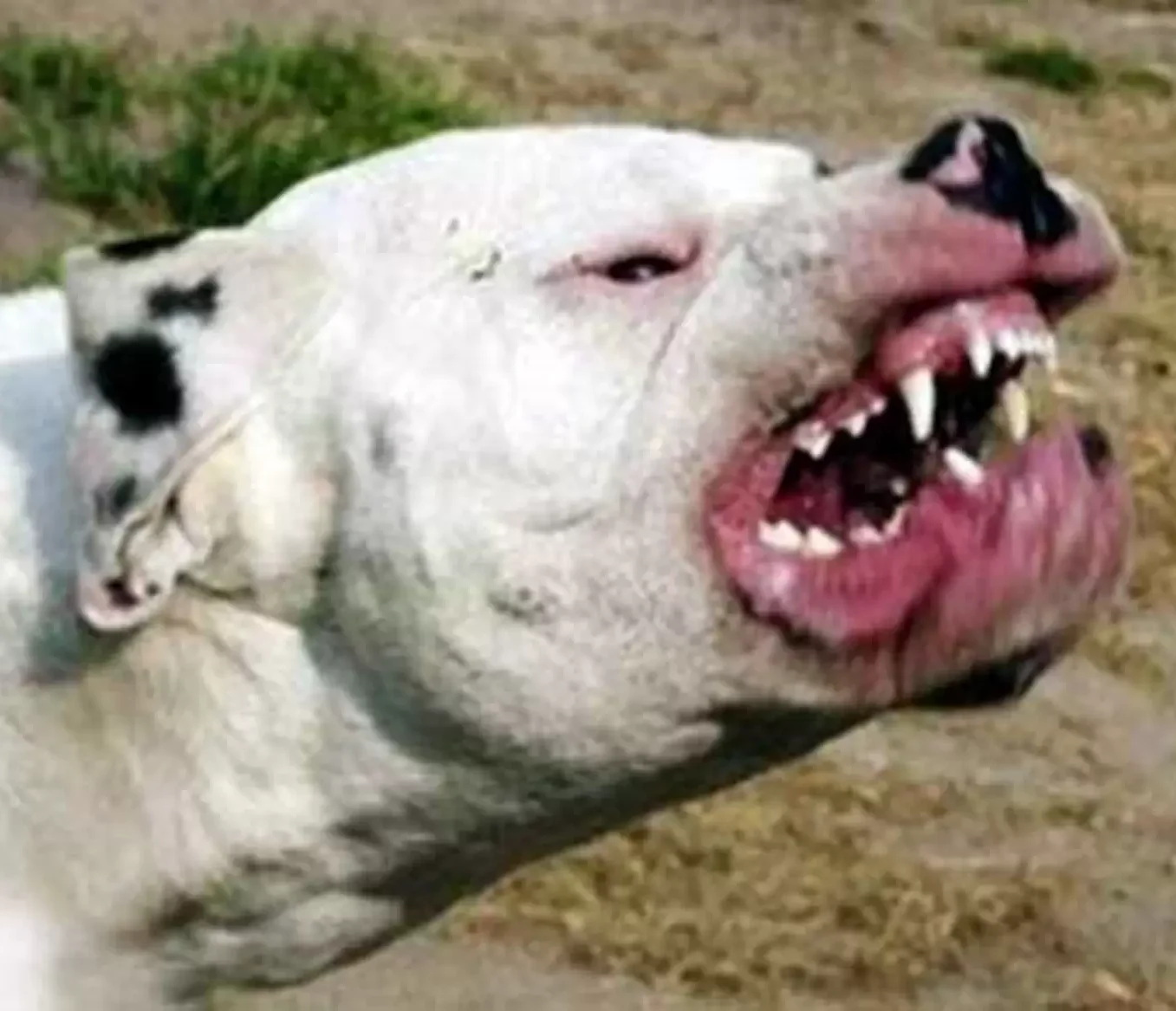 Un dogo habría matado a su dueña en el Balneario Santa Teresita