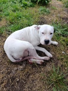 San Mayol: Demoraron a un hombre por disparar contra un animal. Tenía arma sin declarar  (video)