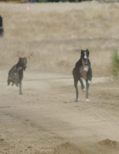 Apolonio destacó el accionar del CPR para frenar carreras de galgos