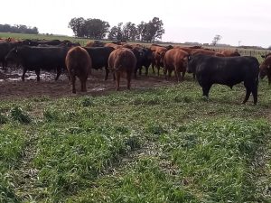 La Leopoldina y San Patricio realizaron jornada a campo (audio)