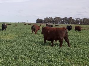 La Leopoldina y San Patricio realizaron jornada a campo (audio)