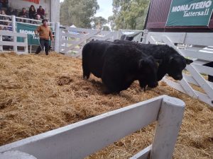 Se vendió la totalidad de los toros de Zuberbühler