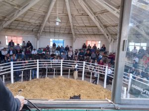 Se vendió la totalidad de los toros de Zuberbühler