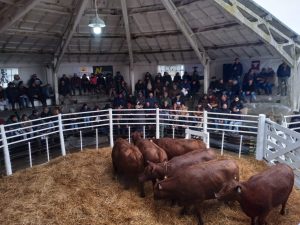 Buena asistencia y precios en el remate de La Leopoldina y San Patricio