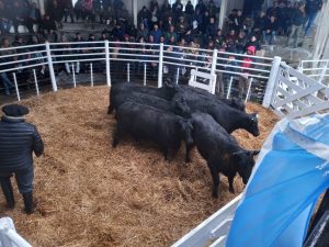 Buena asistencia y precios en el remate de La Leopoldina y San Patricio