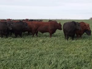 La Leopoldina y San Patricio realizaron jornada a campo (audio)