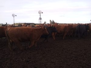 La Leopoldina y San Patricio realizaron jornada a campo (audio)