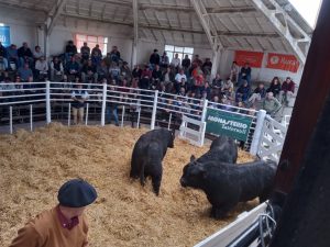 Se vendió la totalidad de los toros de Zuberbühler