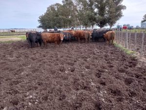 La Leopoldina y San Patricio realizaron jornada a campo (audio)