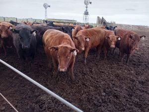 La Leopoldina y San Patricio realizaron jornada a campo (audio)