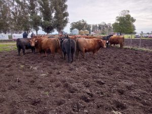 La Leopoldina y San Patricio realizaron jornada a campo (audio)