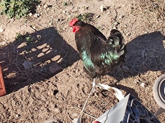 Bahía Blanca: Denuncian a dueño de supermercado por maltratar gallinas