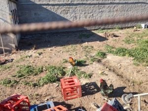 Bahía Blanca: Denuncian a dueño de supermercado por maltratar gallinas
