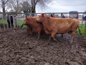 Arzoz remató nuevamente en la feria de la Rural