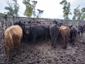 Arzoz remató nuevamente en la feria de la Rural