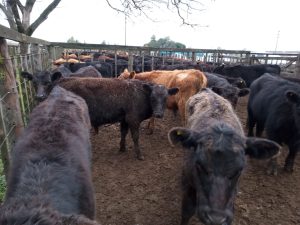 Arzoz remató nuevamente en la feria de la Rural