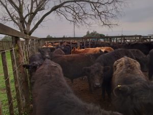 Arzoz remató nuevamente en la feria de la Rural