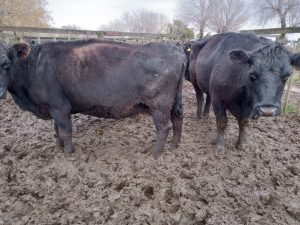 Arzoz remató nuevamente en la feria de la Rural