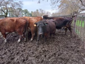 Arzoz remató nuevamente en la feria de la Rural