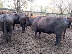 Arzoz remató nuevamente en la feria de la Rural