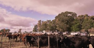 Se realizó el Día de Campo previo al remate de La Torcacita