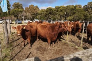 Se realizó el Día de Campo previo al remate de La Torcacita